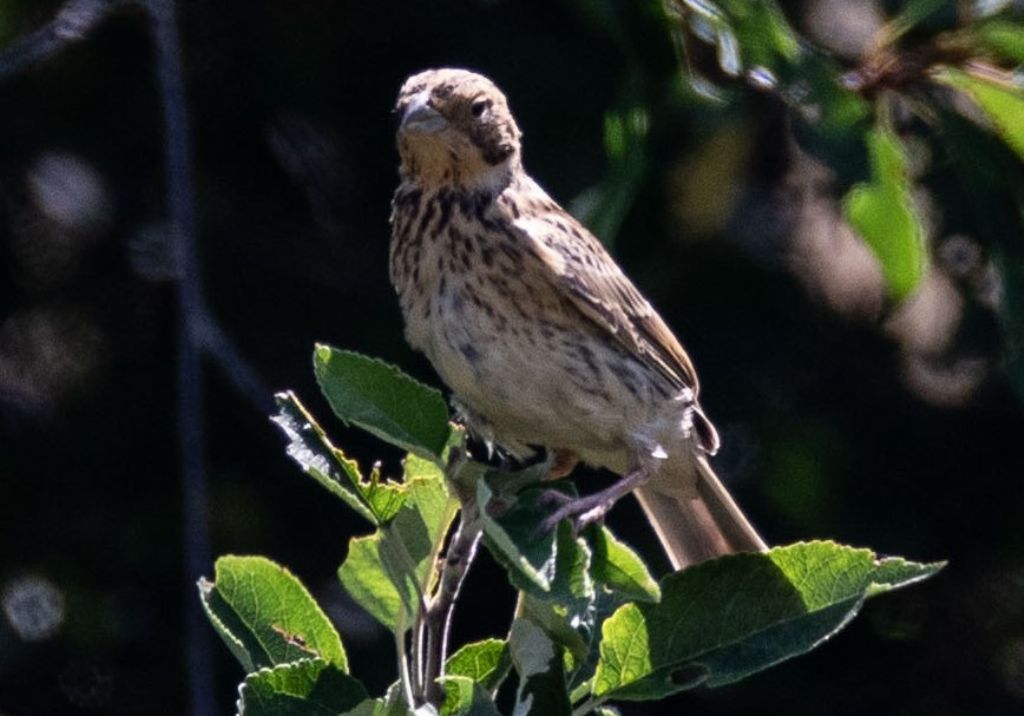 Strillozzo (Emberiza calandra)